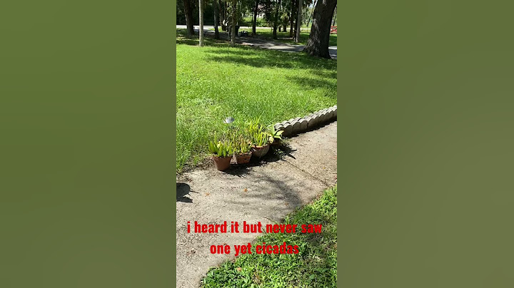 cicadas sounds ❤️
