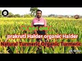 ઝેર મુક્ત હળદરનું વાવેતર પ્રાકૃતિક હળદર | Organic Haldar | Natural Turmeric | Organic Turmeric
