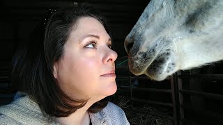 Vlog 1 of 2021 ~ an exciting opportunity by Butterfield Alpaca Ranch 630 views 3 years ago 8 minutes, 45 seconds