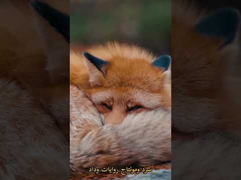 الثعلب يطلب منا الاحترام لا الخوف Fypage Animallovers ثعالب Fox Foxlife Foxes Fyp Animals
