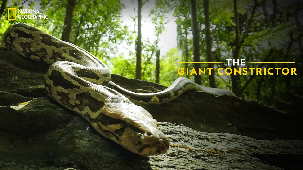 The Giant Constrictor | Snakes SOS: Goa's Wildest | National Geographic ...