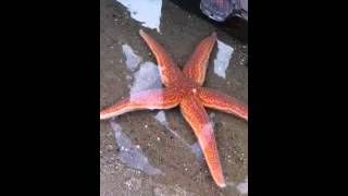 Starfish on the Trimingham beach