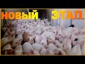 РАБОТА НА СВИНОФЕРМЕ. ДАНИЯ. ПРИВЕЗЛИ СВИНЕЙ 6-КГ