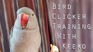 Bird Clicker Training - Indian Ringneck Session 1
