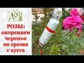 РОЗЫ: укореняем черенок не срезая с куста. Размножаем РОЗЫ легко и просто!