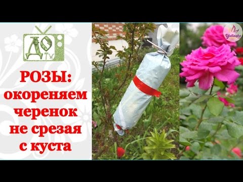 Видео: РОЗЫ: укореняем черенок не срезая с куста. Размножаем РОЗЫ легко и просто!