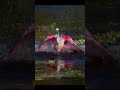 Weird & Wonderful Dancing Birds Compilation wildlife, birds, nature, environment dance dancing dance