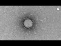 Российские ученые показали коронави
