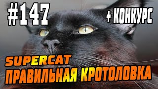#147 Кротоловка SuperCat Vole Trap, Кот Фёдор - реальный отзыв, инструкции, советы! + КОНКУРС!!! #147 Кротоловка SuperCat Vole Trap, Кот Фёдор - реальный отзыв, инструкции, советы! + КОНКУРС!!!