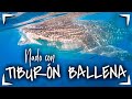 Tour TIBURON BALLENA HOLBOX 🔴 $2500 MXN $145 USD ► PEZ MAS GRANDE ✅GARANTÍA DE NADO desde CANCUN