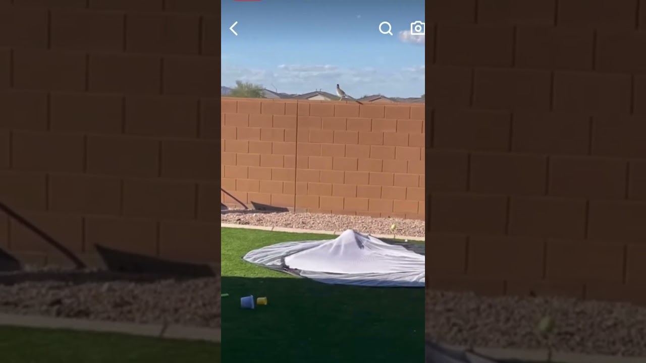 WHEN DIFFERENT ANIMALS MEET 😂 