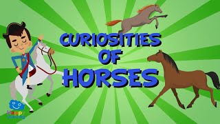 6 CURIOSITIES OF HORSES I Educational videos for kids