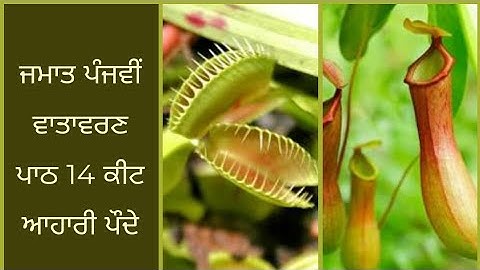 ਜਮਾਤ ਪੰਜਵੀਂ ਵਾਤਾਵਰਣ ਪਾਠ 14 ਕੀਟ ਆਹਾਰੀ ਪੌਦੇ