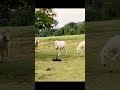 Funny dogs to make your day better #relaxmydog #funny #dogs #funnydogs #compilation