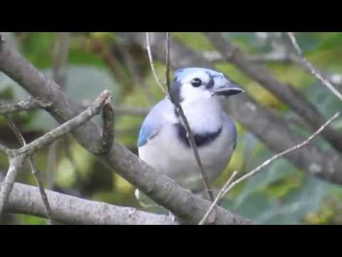 Geai bleu qui mange des graines de tournesol