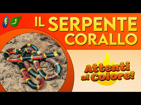 Video: Serpente corallo: caratteristiche, stile di vita, habitat