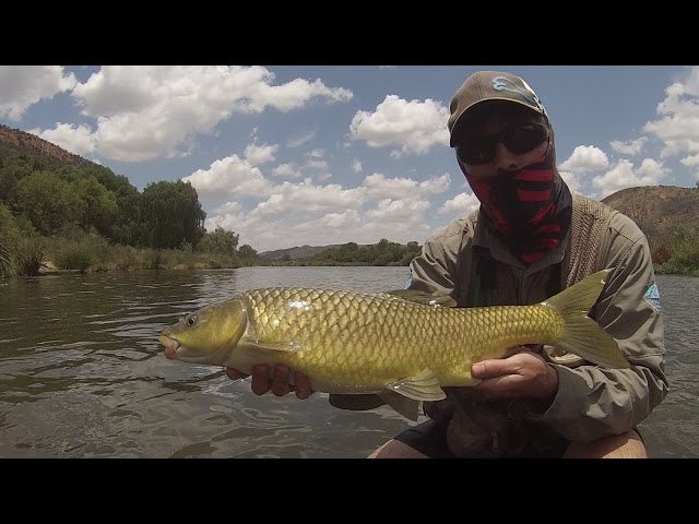 Catching BIG Smallmouth Yellowfish on FLY - Vaal River Fly Fishing