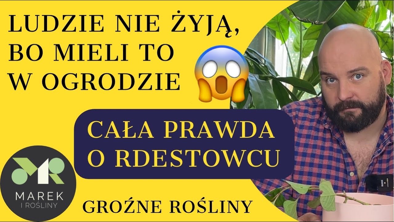Ludzie nie żyją, bo mieli to w ogrodzie - cała prawda o rdestowcu! Groźne rośliny