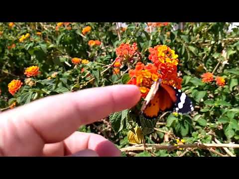 يا فراشتي تعالي