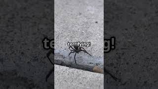 Top 5 Venomous Spiders You Won't Believe Exist! Top 5 Deadliest Spiders You Won T Believe Exist Facts
