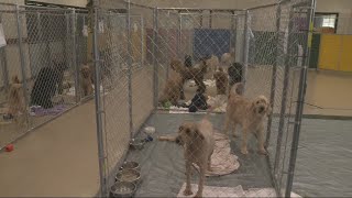 15 Iowa Dog Breeders on Human Society's 'Horrible Hundred' List