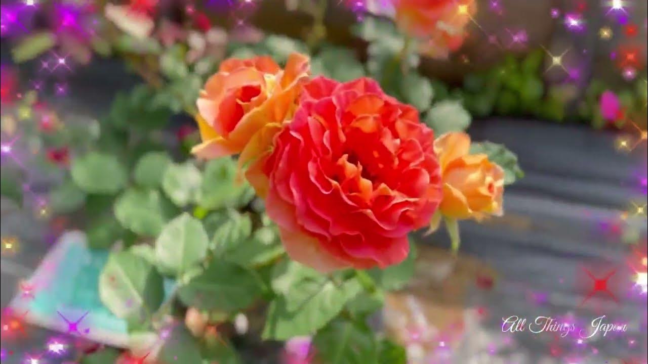 Japanese Neighborhood Park A Travel Video YouTube japanese-neighborhood-park-a-travel-video-youtube