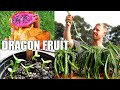 Pitaya / Dragon Fruit | Transplanting and Growing Rare Varieties from Seed