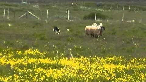 Panda - upptaka 21. juli 2011_II.wmv