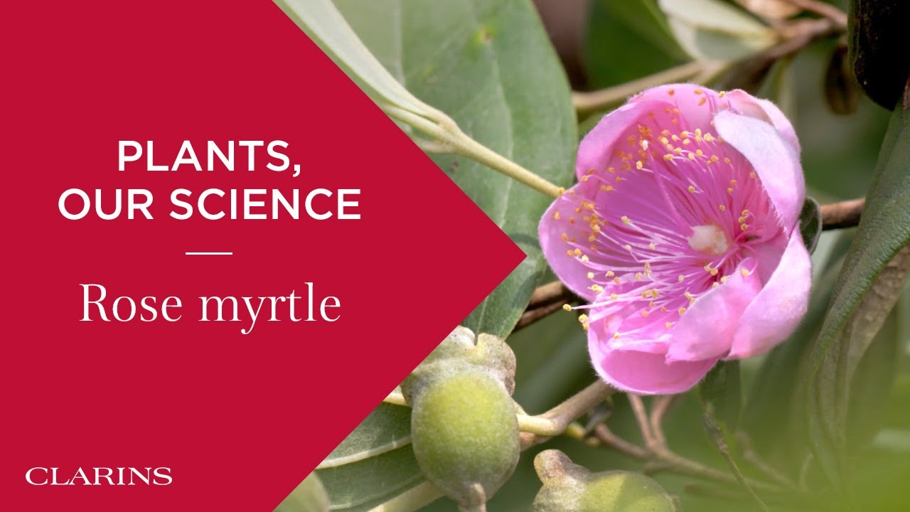 clarins rose