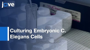 Method For Culturing Embryonic C. Elegans Cells l Protocol Preview