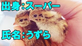 【うずら卵】 スーパーのうずら卵が孵化 ? 半信半疑、今さらながら検証した結果・・・