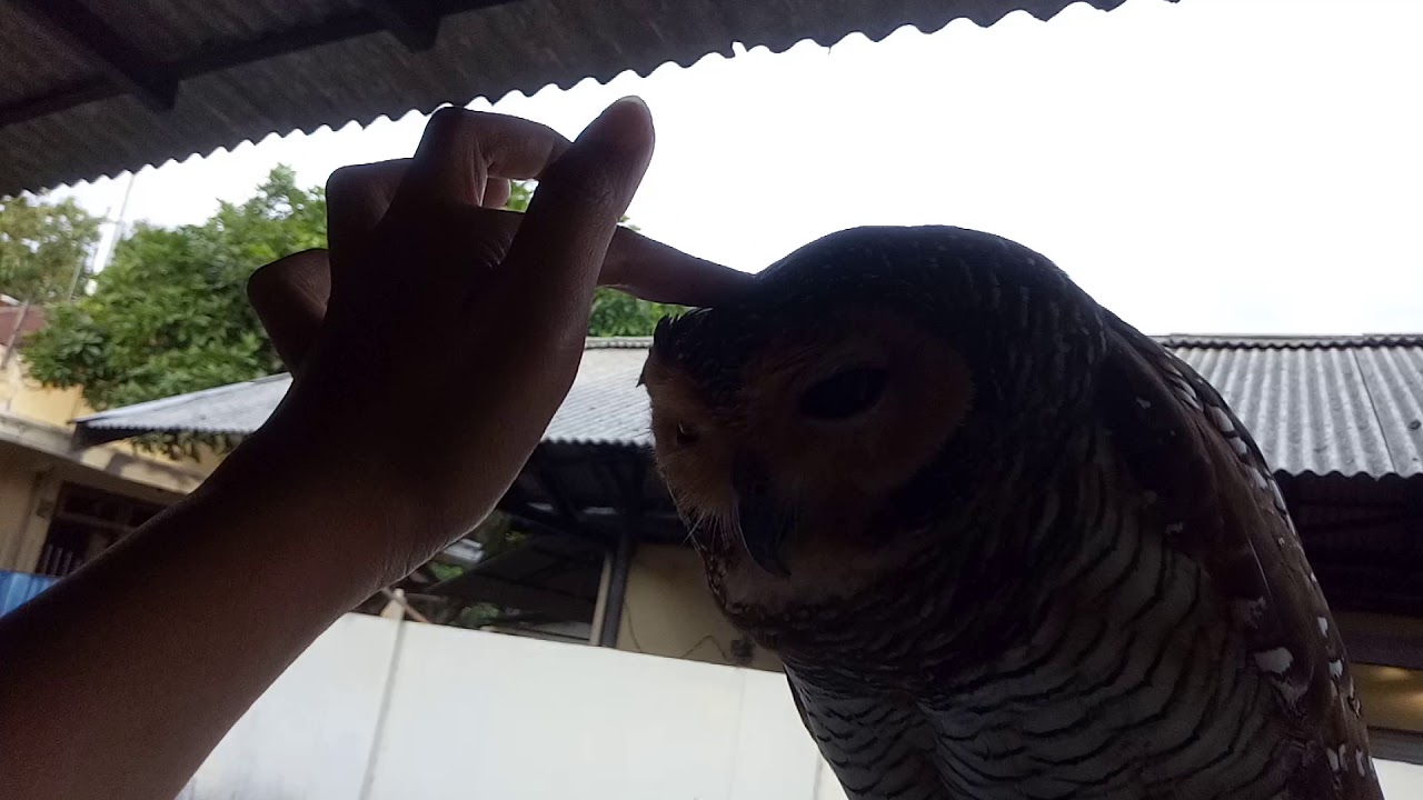 L - burung hantu Strix owl, kalau di elus² kepalanya pasti merem² lucu
