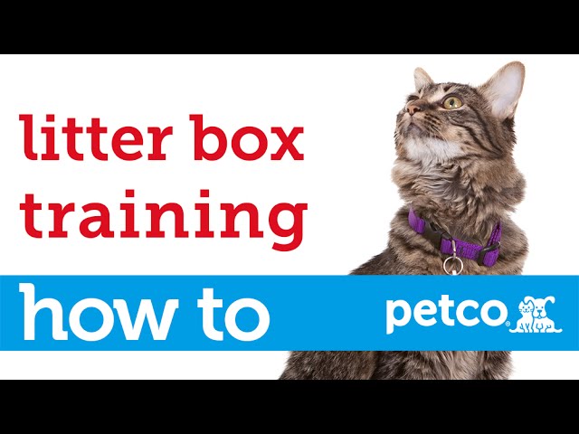 Litter Training Kittens & Cats: The Complete Guide