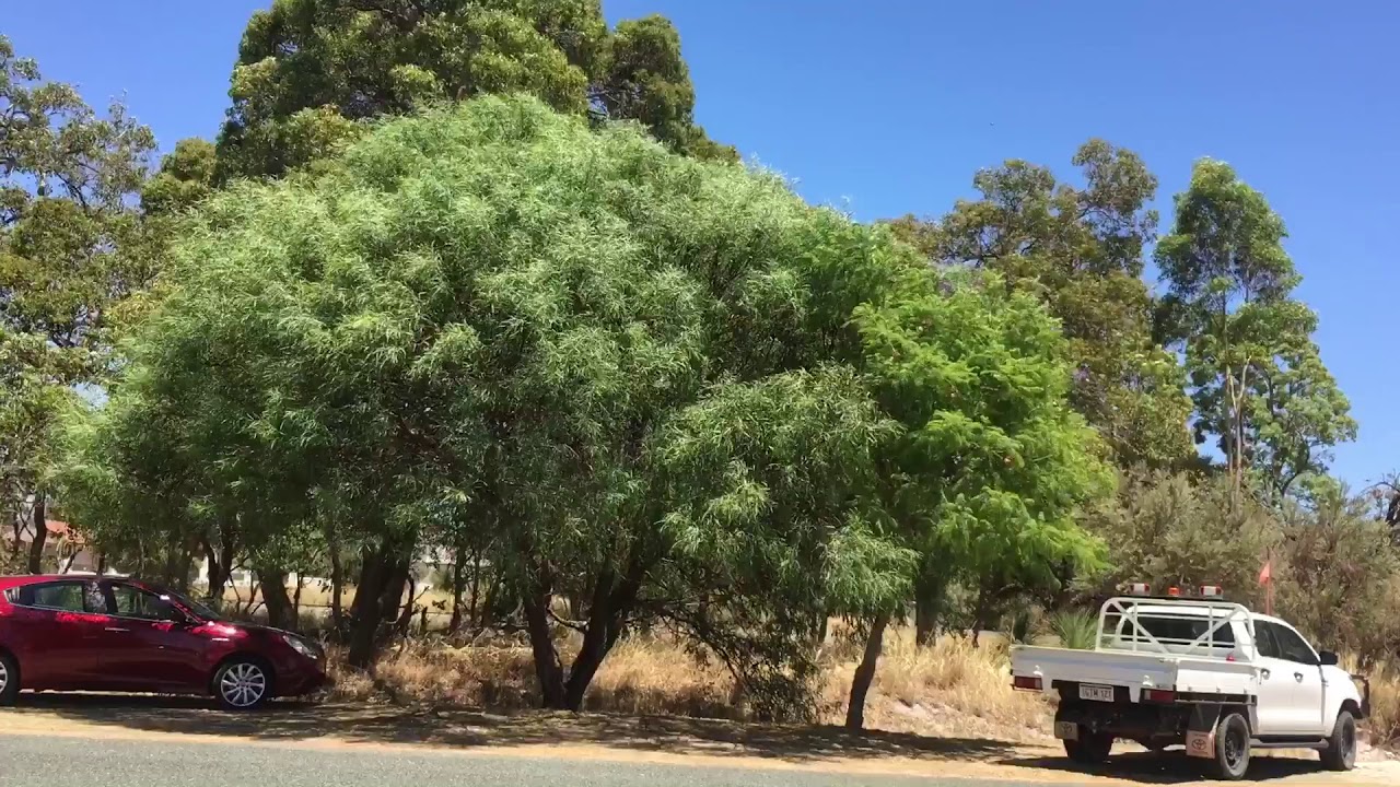BULLSBROOK RESIDENTS SIGN CLASS ACTION AGAINST RAAF BASE - YouTube