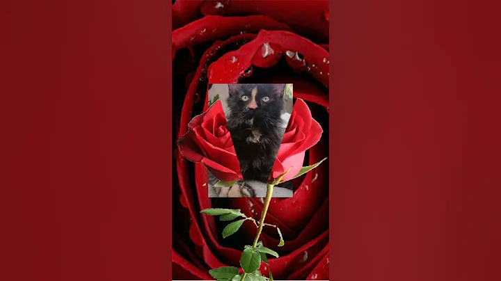 Watch the video about Red rose and a beautiful cross breed Persian cat #capcut #cuteanimals #persiancat #cutecats #cats