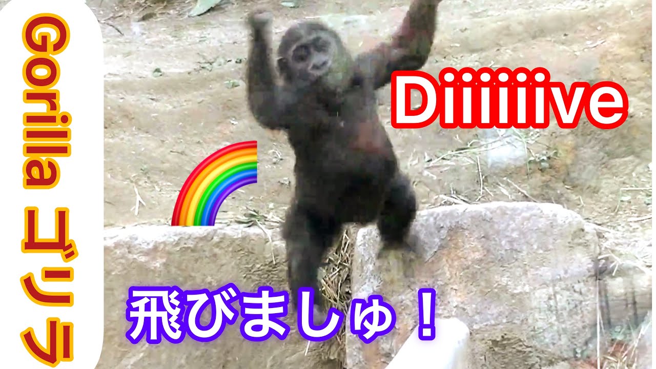 Kintaro世界一可愛いジャンプしはるゴリラのキンタロウ The Cutest Jump In The World By A Baby Gorilla Zoo Gorilla ゴリラ 京都市動物園 Youtube