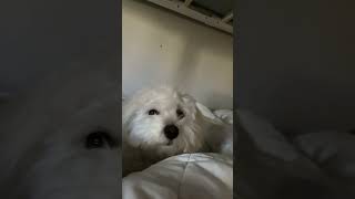 Who needs an ALARM clock when you have a dog? dog puppy pets cute funny trending fyp