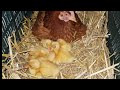 Two broody hen hatch eggs | Ducklings and chicks hatched by hen || Chicks Ducklings mom friendship