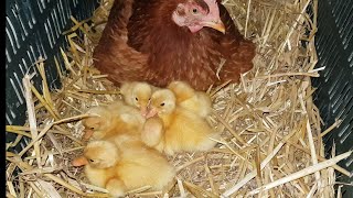 Two broody hen hatching Ducklings and chicks || Hen harvesting eggs to chicks ducklings naturally