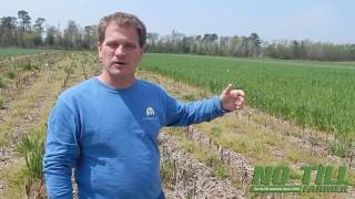 Testing Cover Crops' Ability to Hold and Release Nutrients