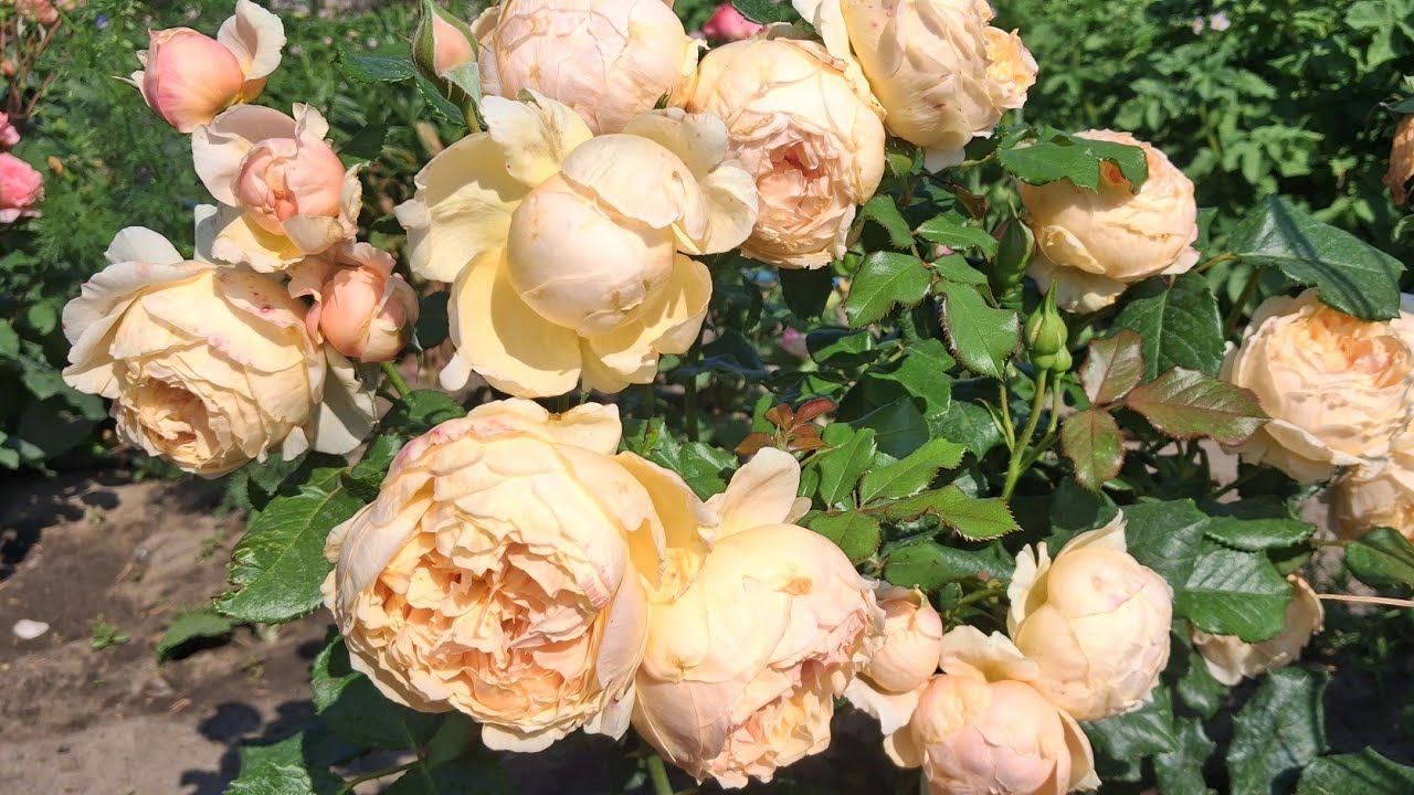 Мій особистий рейтинг ароматних троянд 🫠 Прогулянка літньою красою