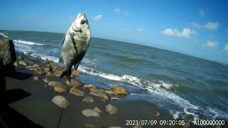 雲林台西夢幻沙灘 丟前面就有魚了!チヌ/Taiwan/fishing