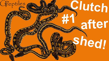Ball Python Clutch #1 2017 after shed update!