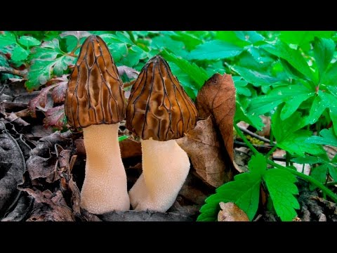 Video: Jakou hodnotu mají smržové houby?