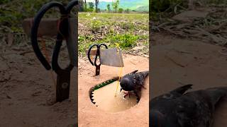 Amazing Unique Diy Pigeon Trap Using Box #survival #Outdoors #bushcraft #fyp #followme