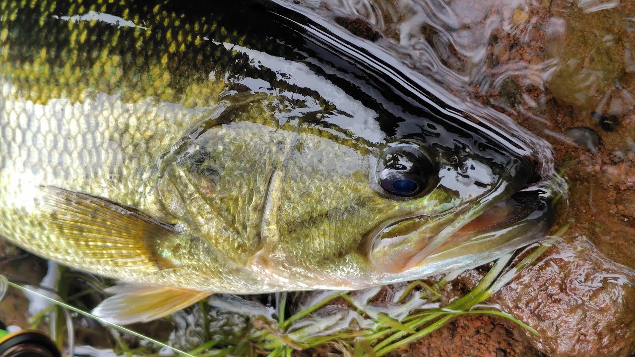 2025年10月9日　芦ノ湖釣行　ブラックバス