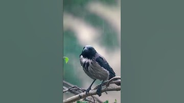 فَبَعَثَ اللَّهُ غُرَابًا... تلاوة مؤثرة بصوت الشيخ سيد سعيد"