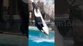 Shouka’s front flip - Sept. 27, 2025 - SWC