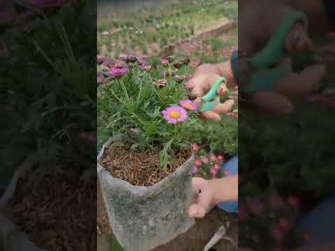 Video: Penjagaan Daisy Inggeris - Petua Untuk Menanam Bunga Daisy Inggeris