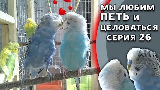 🦜 Попугайчик Сэм поёт и просит любви | Пение волнистого попугая. Волнистый попугай кричит!